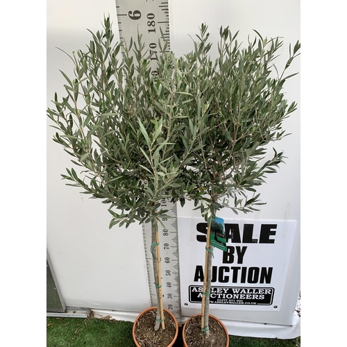 4 - TWO LARGE ITALIAN OLIVE STANDARD TREES OVER 190CM IN HEIGHT IN 9 LTR POTS NO VAT TO BE SOLD FOR THE ... 