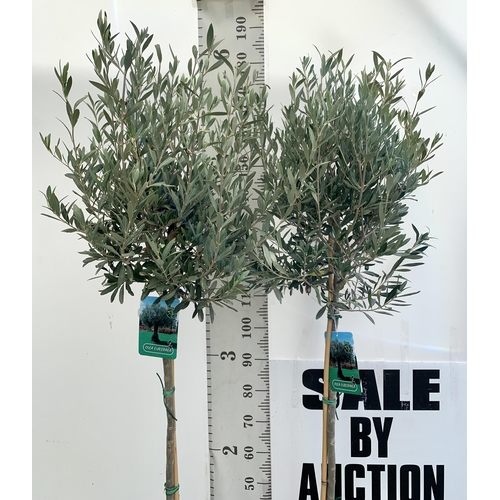 4 - TWO LARGE ITALIAN OLIVE STANDARD TREES OVER 190CM IN HEIGHT IN 9 LTR POTS NO VAT TO BE SOLD FOR THE ... 