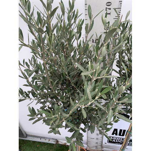 4 - TWO LARGE ITALIAN OLIVE STANDARD TREES OVER 190CM IN HEIGHT IN 9 LTR POTS NO VAT TO BE SOLD FOR THE ... 