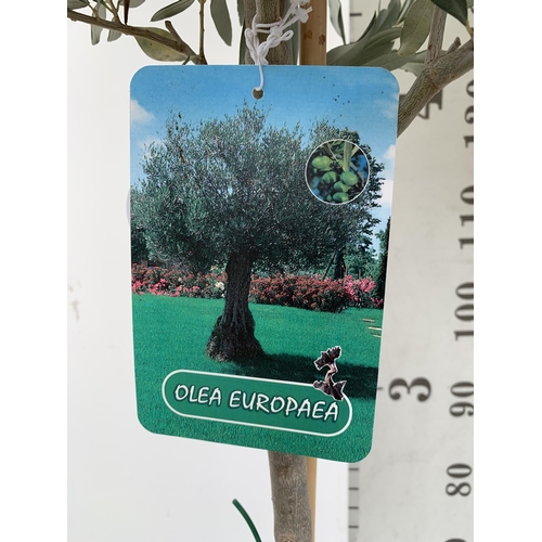 4 - TWO LARGE ITALIAN OLIVE STANDARD TREES OVER 190CM IN HEIGHT IN 9 LTR POTS NO VAT TO BE SOLD FOR THE ... 