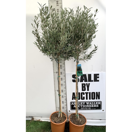 4 - TWO LARGE ITALIAN OLIVE STANDARD TREES OVER 190CM IN HEIGHT IN 9 LTR POTS NO VAT TO BE SOLD FOR THE ... 