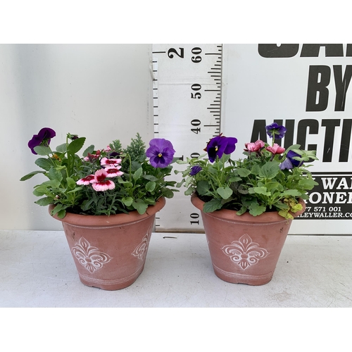 40 - TWO PLANTERS FILLED WITH WINTER BEDDING TO INCLUDE PANSIES, SILVER CINERARIA, DIANTHUS, SEMPERVIVUMS... 