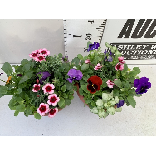 40 - TWO PLANTERS FILLED WITH WINTER BEDDING TO INCLUDE PANSIES, SILVER CINERARIA, DIANTHUS, SEMPERVIVUMS... 