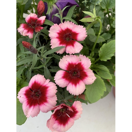 40 - TWO PLANTERS FILLED WITH WINTER BEDDING TO INCLUDE PANSIES, SILVER CINERARIA, DIANTHUS, SEMPERVIVUMS... 