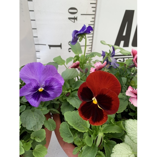 40 - TWO PLANTERS FILLED WITH WINTER BEDDING TO INCLUDE PANSIES, SILVER CINERARIA, DIANTHUS, SEMPERVIVUMS... 