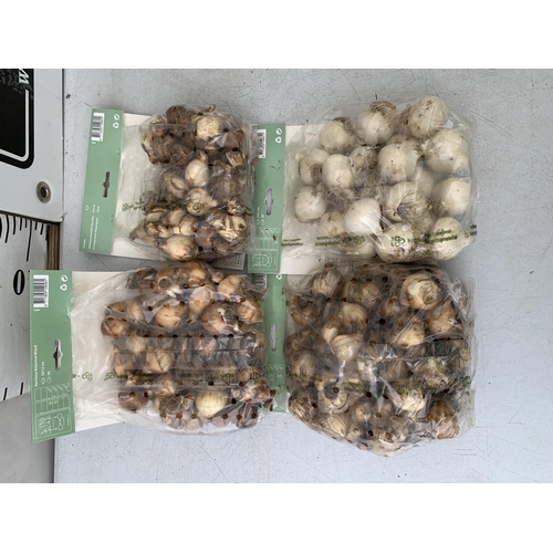 41 - TWO HUNDRED AND TWENTY VARIOUS BULBS - TWO PACKS OF 50 NARCISSUS, TWO PACKS OF 50 CROCUS AND NARCISS... 