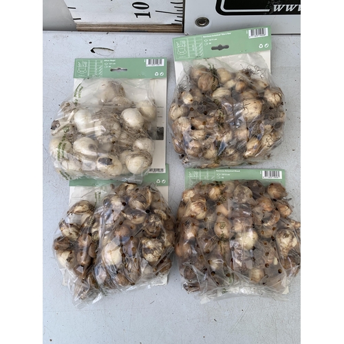 42 - TWO HUNDRED AND TWENTY VARIOUS BULBS - TWO PACKS OF 50 NARCISSUS, TWO PACKS OF 50 CROCUS AND NARCISS... 