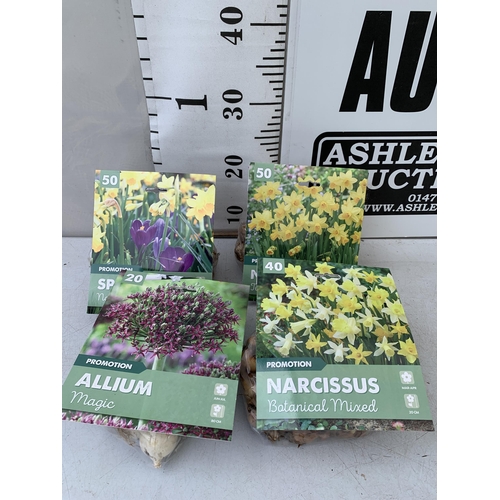 43 - TWO HUNDRED AND TWENTY VARIOUS BULBS - TWO PACKS OF 50 NARCISSUS, TWO PACKS OF 50 CROCUS AND NARCISS... 