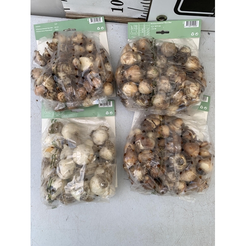 43 - TWO HUNDRED AND TWENTY VARIOUS BULBS - TWO PACKS OF 50 NARCISSUS, TWO PACKS OF 50 CROCUS AND NARCISS... 