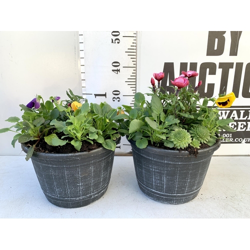 46 - TWO PLANTERS FILLED WITH WINTER BEDDING TO INCLUDE PANSIES, SILVER CINERARIA, DIANTHUS, SEMPERVIVUMS... 