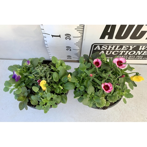 46 - TWO PLANTERS FILLED WITH WINTER BEDDING TO INCLUDE PANSIES, SILVER CINERARIA, DIANTHUS, SEMPERVIVUMS... 