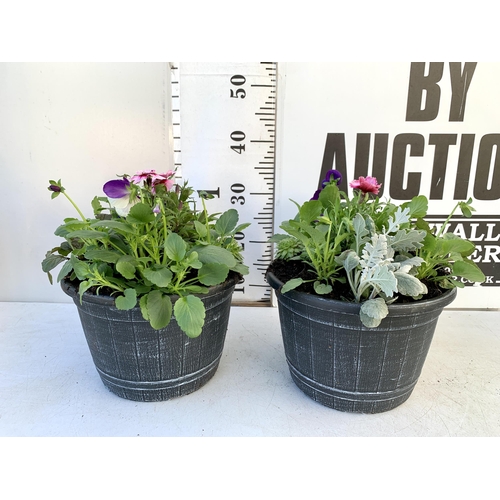 47 - TWO PLANTERS FILLED WITH WINTER BEDDING TO INCLUDE PANSIES, SILVER CINERARIA, DIANTHUS, SEMPERVIVUMS... 