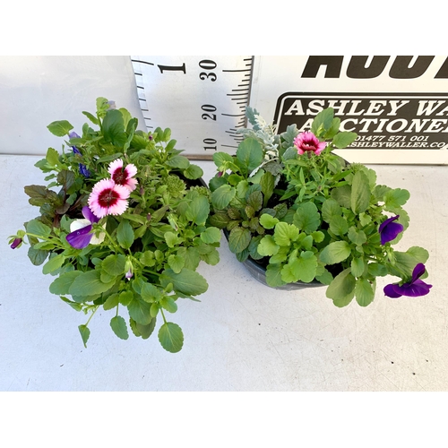 47 - TWO PLANTERS FILLED WITH WINTER BEDDING TO INCLUDE PANSIES, SILVER CINERARIA, DIANTHUS, SEMPERVIVUMS... 