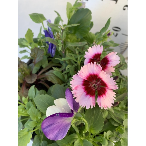 47 - TWO PLANTERS FILLED WITH WINTER BEDDING TO INCLUDE PANSIES, SILVER CINERARIA, DIANTHUS, SEMPERVIVUMS... 