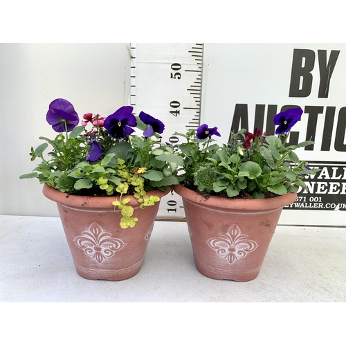 48 - TWO PLANTERS FILLED WITH WINTER BEDDING TO INCLUDE PANSIES, SILVER CINERARIA, DIANTHUS, SEMPERVIVUMS... 