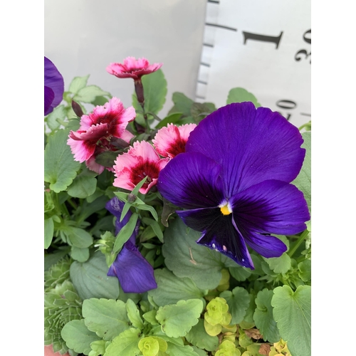 48 - TWO PLANTERS FILLED WITH WINTER BEDDING TO INCLUDE PANSIES, SILVER CINERARIA, DIANTHUS, SEMPERVIVUMS... 