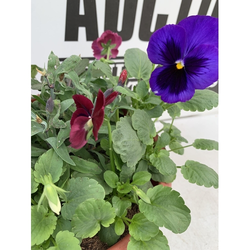 48 - TWO PLANTERS FILLED WITH WINTER BEDDING TO INCLUDE PANSIES, SILVER CINERARIA, DIANTHUS, SEMPERVIVUMS... 