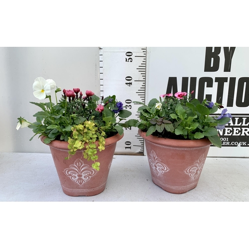 49 - TWO PLANTERS FILLED WITH WINTER BEDDING TO INCLUDE PANSIES, SILVER CINERARIA, DIANTHUS, SEMPERVIVUMS... 