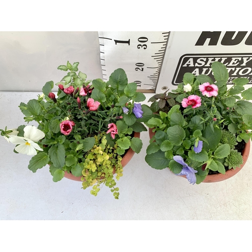 49 - TWO PLANTERS FILLED WITH WINTER BEDDING TO INCLUDE PANSIES, SILVER CINERARIA, DIANTHUS, SEMPERVIVUMS... 