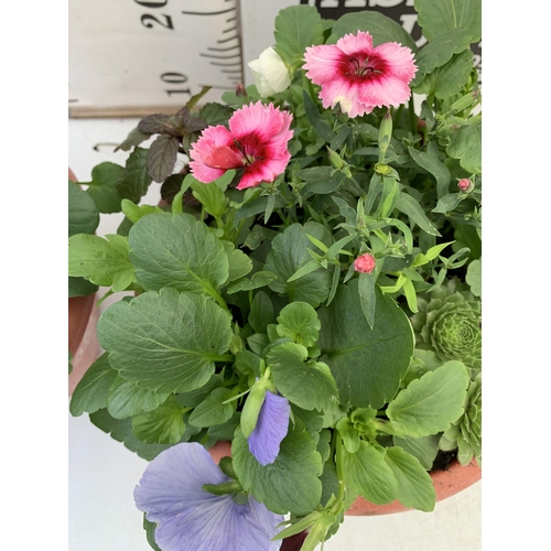 49 - TWO PLANTERS FILLED WITH WINTER BEDDING TO INCLUDE PANSIES, SILVER CINERARIA, DIANTHUS, SEMPERVIVUMS... 