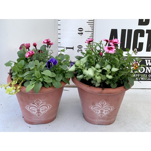 50 - TWO PLANTERS FILLED WITH WINTER BEDDING TO INCLUDE PANSIES, SILVER CINERARIA, DIANTHUS, SEMPERVIVUMS... 