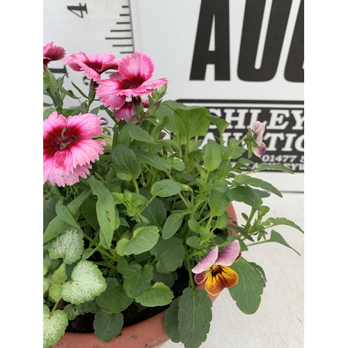 50 - TWO PLANTERS FILLED WITH WINTER BEDDING TO INCLUDE PANSIES, SILVER CINERARIA, DIANTHUS, SEMPERVIVUMS... 