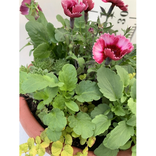 50 - TWO PLANTERS FILLED WITH WINTER BEDDING TO INCLUDE PANSIES, SILVER CINERARIA, DIANTHUS, SEMPERVIVUMS... 