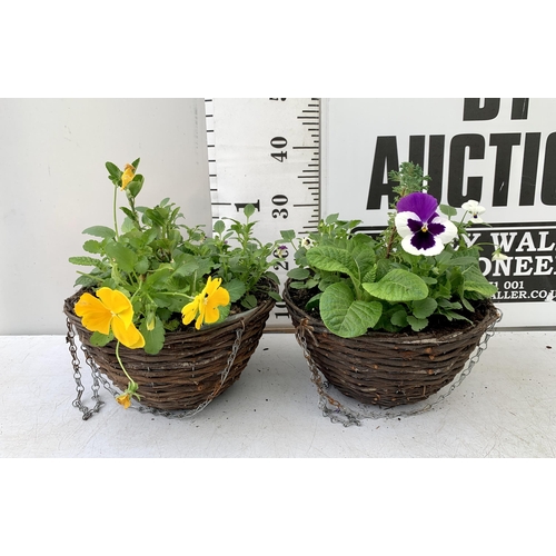 51 - TWO RATTAN HANGING BASKETS FILLED WITH WINTER BEDDING FLOWERS INCLUDING PANSIES ETC. 30CM IN DIAMETE... 