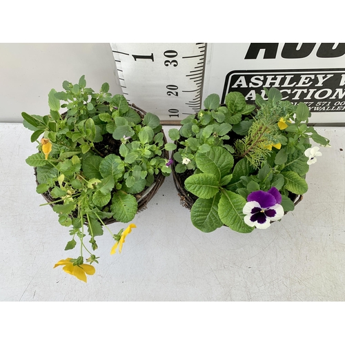 51 - TWO RATTAN HANGING BASKETS FILLED WITH WINTER BEDDING FLOWERS INCLUDING PANSIES ETC. 30CM IN DIAMETE... 