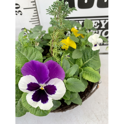 51 - TWO RATTAN HANGING BASKETS FILLED WITH WINTER BEDDING FLOWERS INCLUDING PANSIES ETC. 30CM IN DIAMETE... 