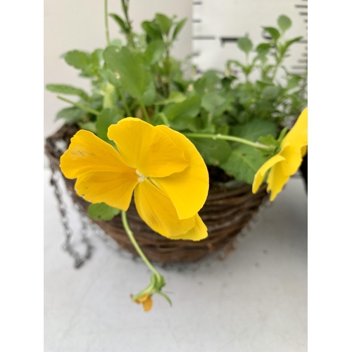 51 - TWO RATTAN HANGING BASKETS FILLED WITH WINTER BEDDING FLOWERS INCLUDING PANSIES ETC. 30CM IN DIAMETE... 