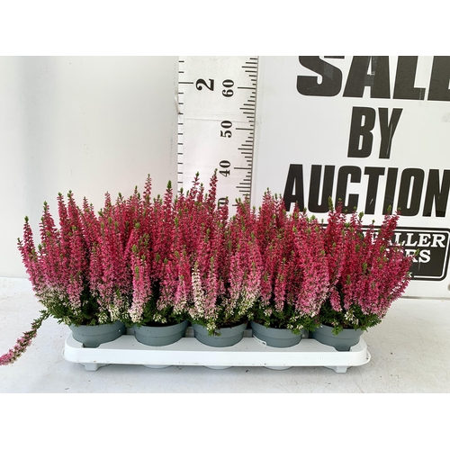 56 - TEN PINK HEATHER PLANTS IN 9CM POTS ON A TRAY. APPROX 40CM IN HEIGHT PLUS VAT TO BE SOLD FOR THE TEN