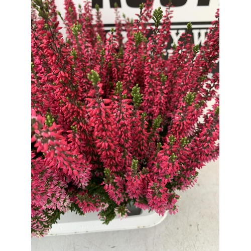 56 - TEN PINK HEATHER PLANTS IN 9CM POTS ON A TRAY. APPROX 40CM IN HEIGHT PLUS VAT TO BE SOLD FOR THE TEN