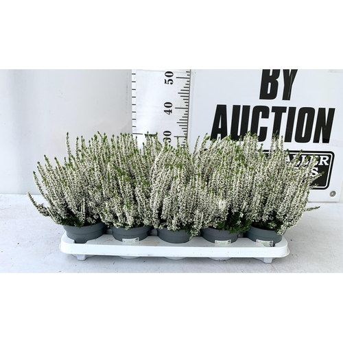 57 - TEN WHITE HEATHER PLANTS IN 9CM POTS ON A TRAY. APPROX 40CM IN HEIGHT PLUS VAT TO BE SOLD FOR THE TE... 