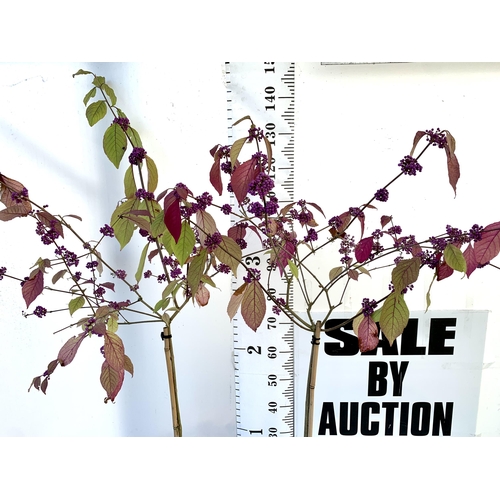 6 - TWO PURPLE CALLICARPA STANDARD TREES BODINIERI PROFUSION IN 4 LTR POTS 140-150CM IN HEIGHT PLUS VAT ... 