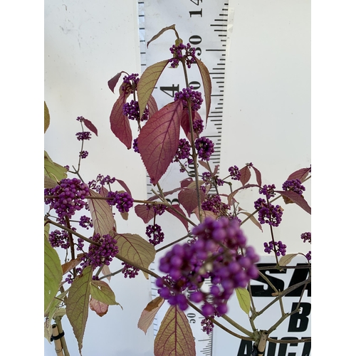 6 - TWO PURPLE CALLICARPA STANDARD TREES BODINIERI PROFUSION IN 4 LTR POTS 140-150CM IN HEIGHT PLUS VAT ... 