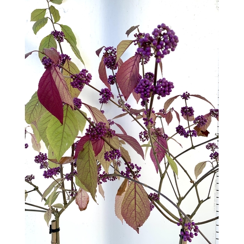 6 - TWO PURPLE CALLICARPA STANDARD TREES BODINIERI PROFUSION IN 4 LTR POTS 140-150CM IN HEIGHT PLUS VAT ... 