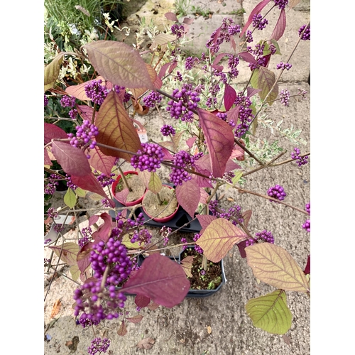 6 - TWO PURPLE CALLICARPA STANDARD TREES BODINIERI PROFUSION IN 4 LTR POTS 140-150CM IN HEIGHT PLUS VAT ... 