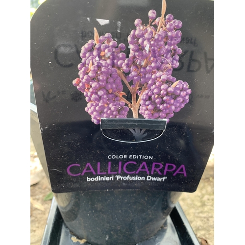 6 - TWO PURPLE CALLICARPA STANDARD TREES BODINIERI PROFUSION IN 4 LTR POTS 140-150CM IN HEIGHT PLUS VAT ... 