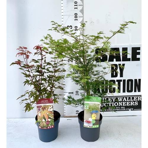 71 - TWO ACER PALMATUMS 'RED WINE' AND 'EMERALD LACE' IN 3 LTR POTS. APPROX 80-100CM IN HEIGHT PLUS VAT T... 