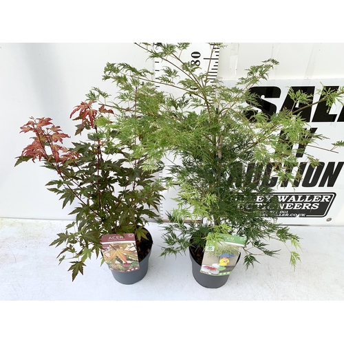 71 - TWO ACER PALMATUMS 'RED WINE' AND 'EMERALD LACE' IN 3 LTR POTS. APPROX 80-100CM IN HEIGHT PLUS VAT T... 