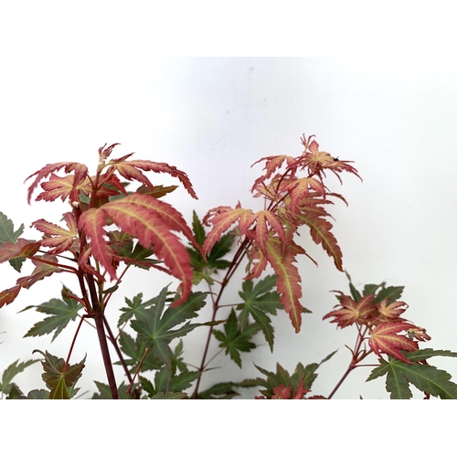 71 - TWO ACER PALMATUMS 'RED WINE' AND 'EMERALD LACE' IN 3 LTR POTS. APPROX 80-100CM IN HEIGHT PLUS VAT T... 