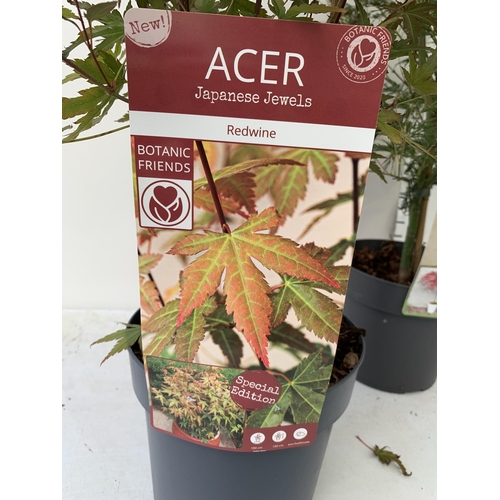 71 - TWO ACER PALMATUMS 'RED WINE' AND 'EMERALD LACE' IN 3 LTR POTS. APPROX 80-100CM IN HEIGHT PLUS VAT T... 