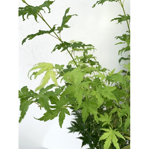 73 - TWO ACER PALMATUMS 'BENI- MAIKO' AND 'GOING GREEN' IN 3 LTR POTS. APPROX 90-120CM IN HEIGHT PLUS VAT... 