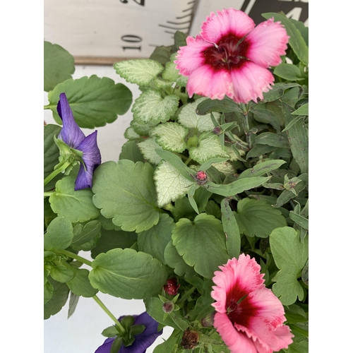 75 - TWO PLANTERS FILLED WITH WINTER BEDDING TO INCLUDE PANSIES, SILVER CINERARIA, DIANTHUS, SEMPERVIVUMS... 