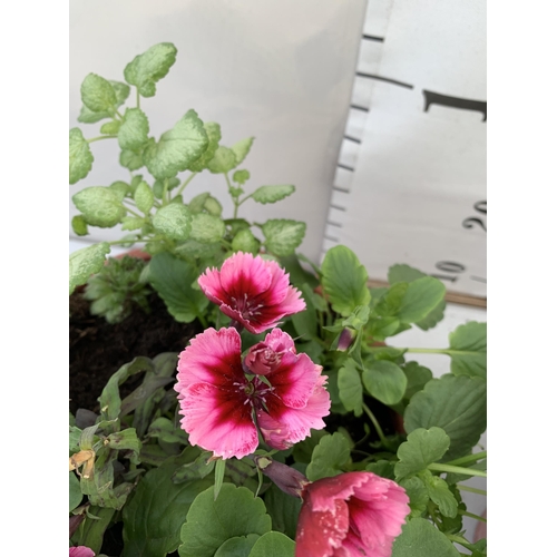 75 - TWO PLANTERS FILLED WITH WINTER BEDDING TO INCLUDE PANSIES, SILVER CINERARIA, DIANTHUS, SEMPERVIVUMS... 