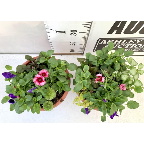 76 - TWO PLANTERS FILLED WITH WINTER BEDDING TO INCLUDE PANSIES, SILVER CINERARIA, DIANTHUS, SEMPERVIVUMS... 