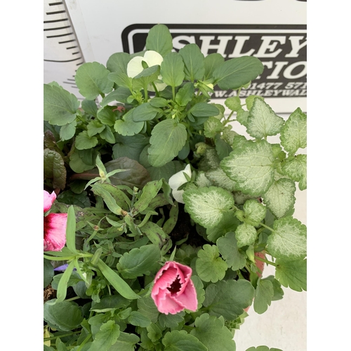 76 - TWO PLANTERS FILLED WITH WINTER BEDDING TO INCLUDE PANSIES, SILVER CINERARIA, DIANTHUS, SEMPERVIVUMS... 