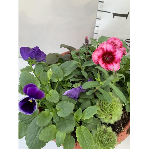 76 - TWO PLANTERS FILLED WITH WINTER BEDDING TO INCLUDE PANSIES, SILVER CINERARIA, DIANTHUS, SEMPERVIVUMS... 