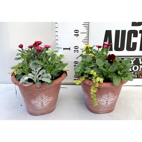 77 - TWO PLANTERS FILLED WITH WINTER BEDDING TO INCLUDE PANSIES, SILVER CINERARIA, DIANTHUS, SEMPERVIVUMS... 